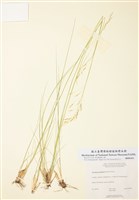 藏品(加拿大落芒草)的圖片